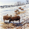 Winter Feed